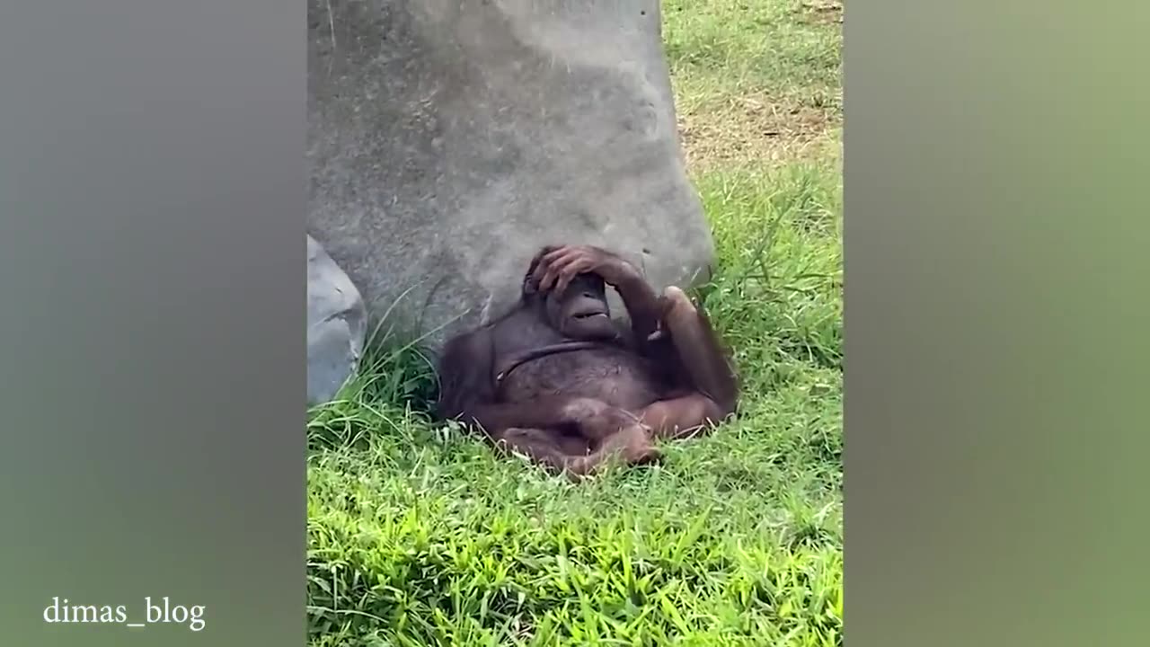Funny Animal Videos 2023 😅 Best Funniest Dog Videos
