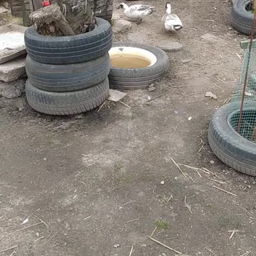 Moomin and Twinkle always together! My Moomins!