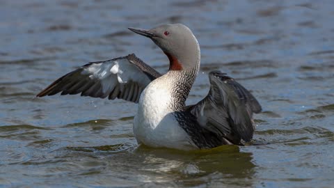 The Red Throated Diver: Close Up HD Footage (Gavia stellata)