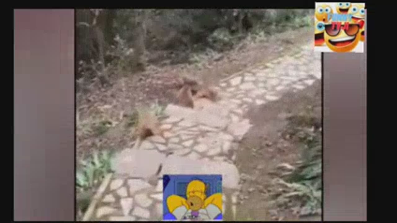 cute and funny video_2023_47_10