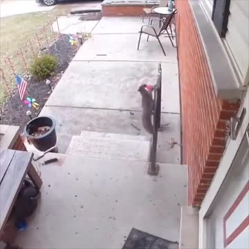 Squirrel leaves the home owner a cookie 😍