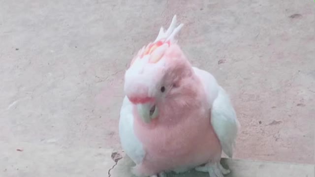 cute pink
