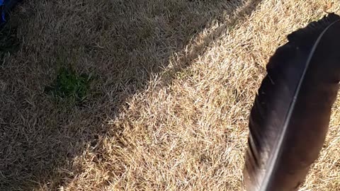 green glimmer on edge of feather