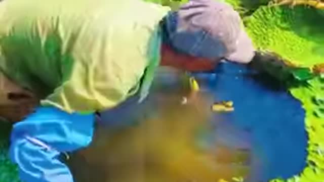 Harvesting this giant lotus today!