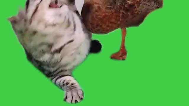 La storia d'amore di papera e gatto