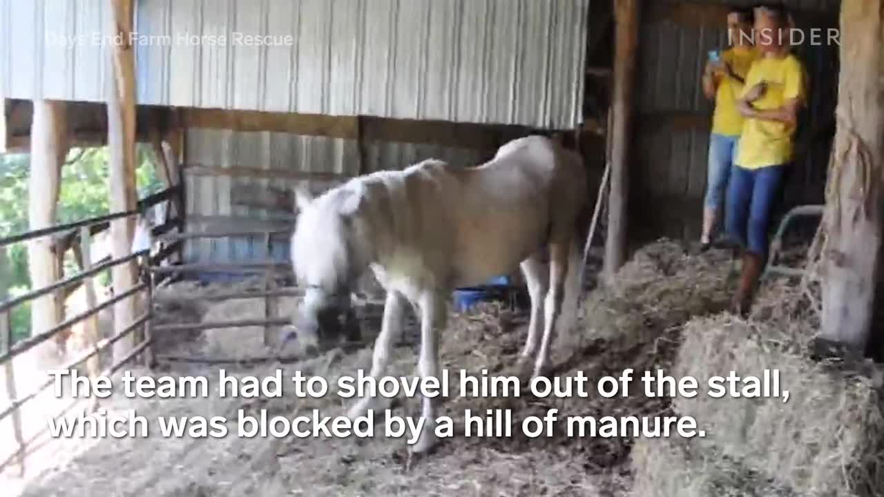 Rescue Horse With 30-Pound Hooves Can Walk Again | Insider