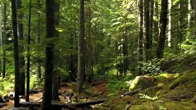 Video Of Forest