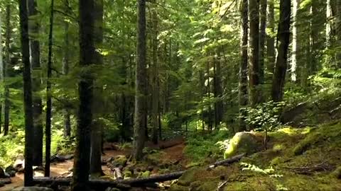 Video Of Forest