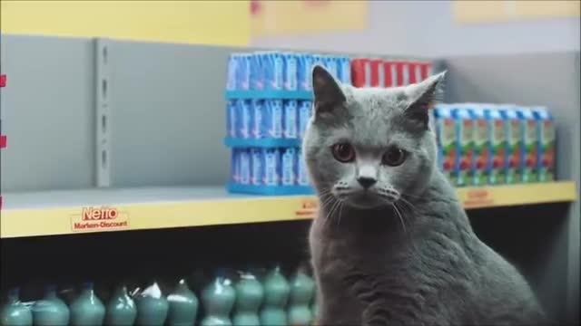 Cat Supermarket ! 😼