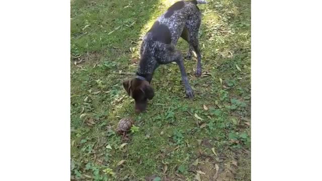 I'm not so sure about the new Christmas toy