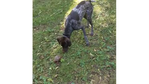 I'm not so sure about the new Christmas toy