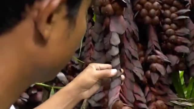 Rela masuk ke hutan belantara demi mencari buah buahan liar