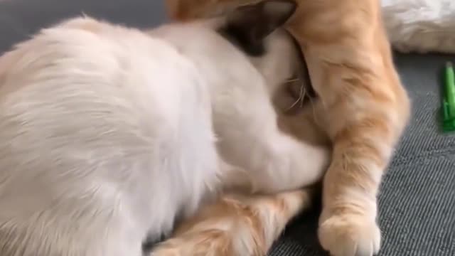 Little cat has sweet love too. Please tell me your favorite person