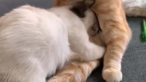 Little cat has sweet love too. Please tell me your favorite person