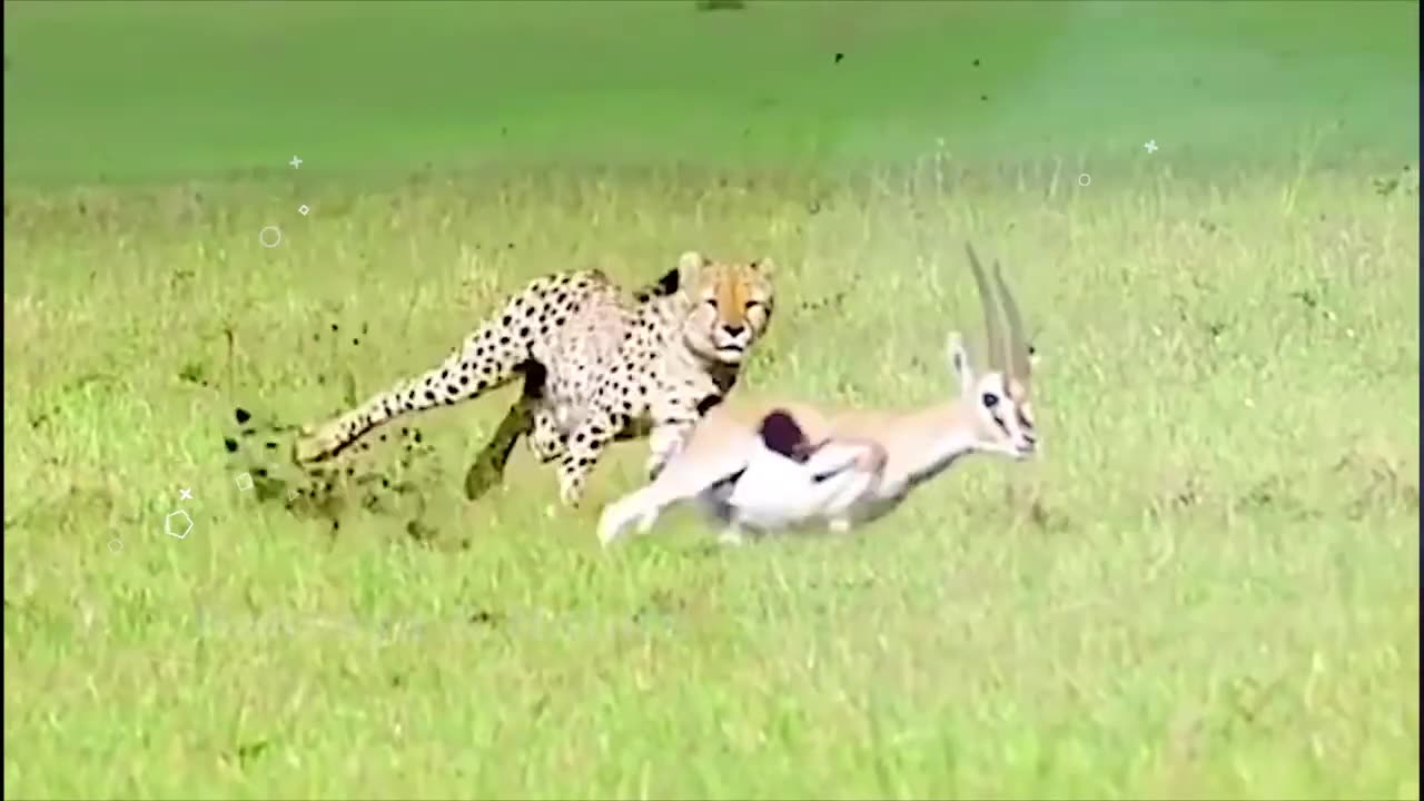 How cheetah run so fast? | चीता का हमला इतना खतरनाक क्यों है | Amazing Facts About Cheetah In Hindi