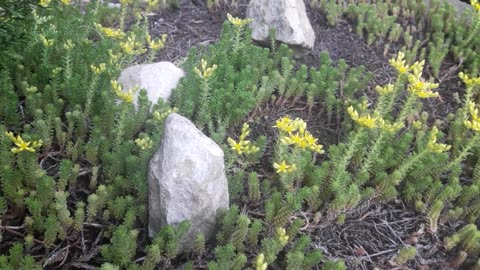 Stonecrop rare bloomed