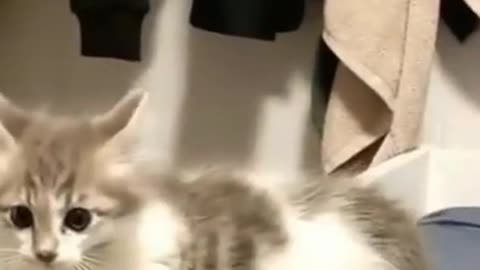Funniest Cat Attitude 😄 Cute Funny Pets 😄 Botaku Pets