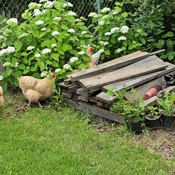 OMC! Chickens exploring around the lumber pile - Bug hunting never ends! 🐔❤️🐜🐛🕷 #chickens #shorts
