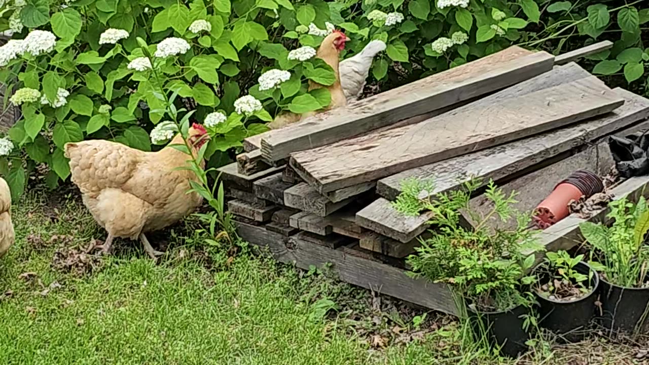 OMC! Chickens exploring around the lumber pile - Bug hunting never ends! 🐔❤️🐜🐛🕷 #chickens #shorts