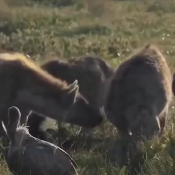 See how fierce is the africa