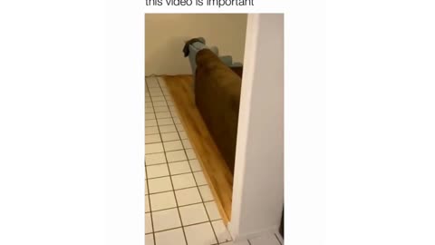 Watch Now Hilarious Dog Caught Spying on My Every Move! You Won't Believe What Happens!