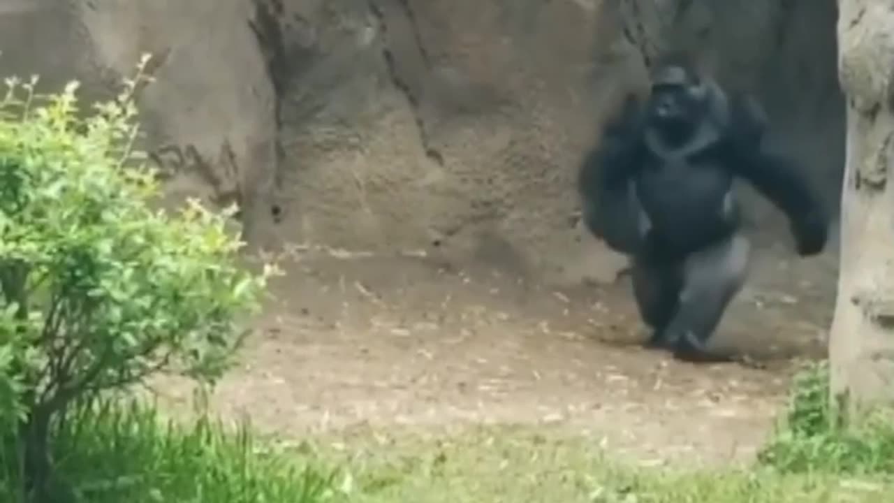 This video is very funny video
