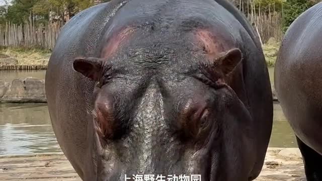 hippo