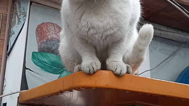 White beautiful cat