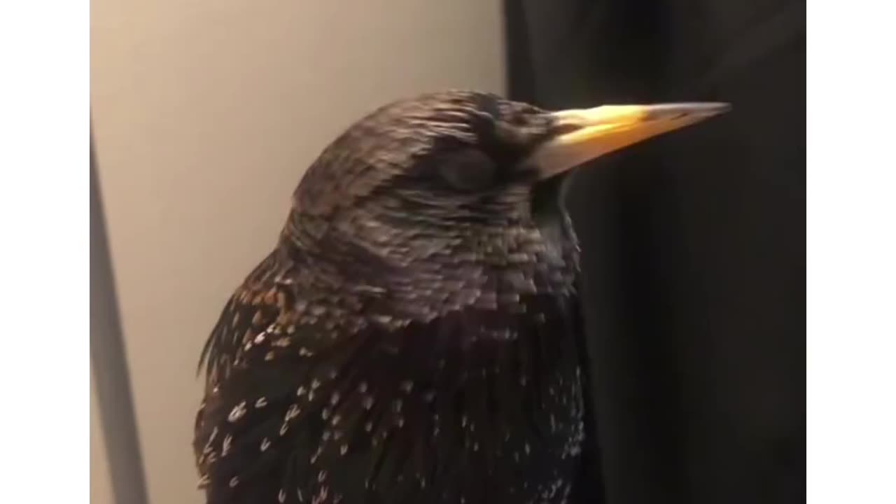 Try not to laugh amazing bird sound #amazing #love