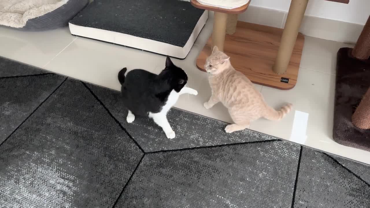 Cat Disciplines A Naughty Kitten #rumble #cat #animal #rumble