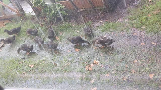 Ducks Like the Rain