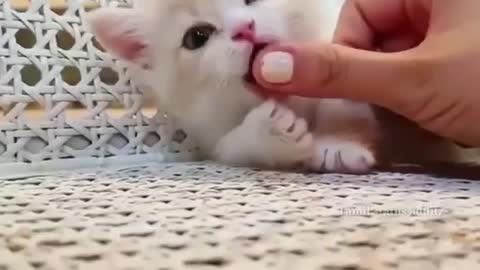 Cute cat reaction WhatsApp status video