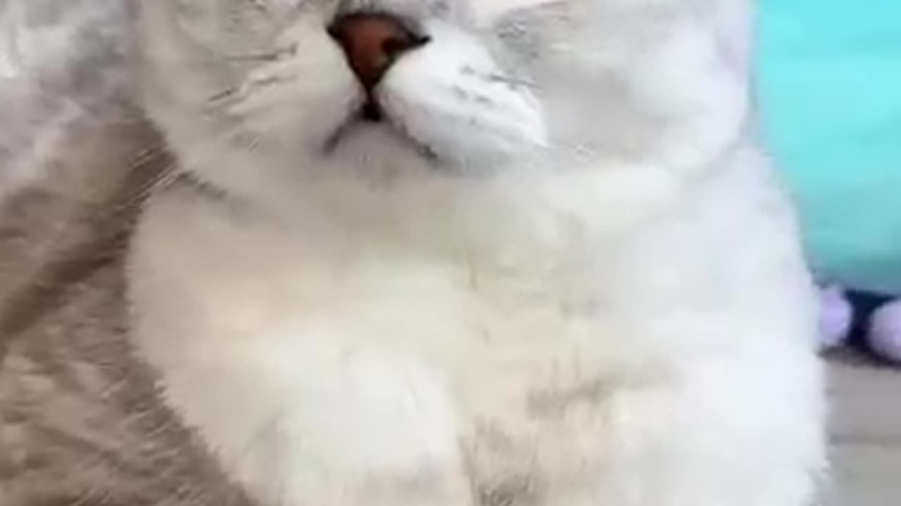Cut cat