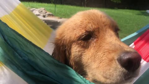 Dog Swings Happily in Hammock