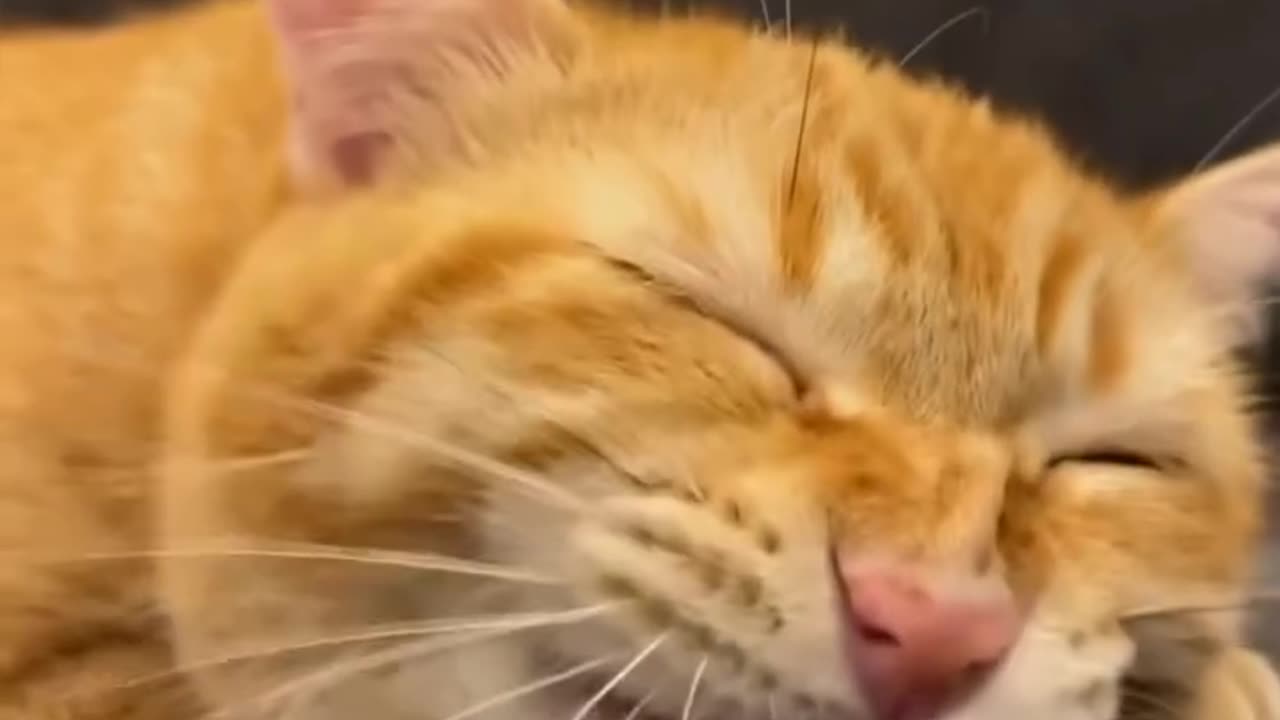 Funny cats video