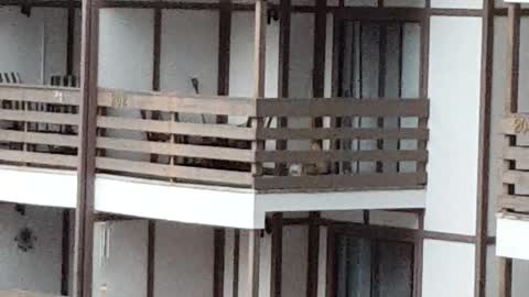 Bear Climbing Down Condos