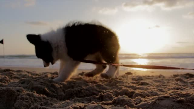 My cute dog plays at the beachfront