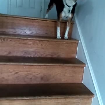 Perra grita de emoción cuando llega su dueño