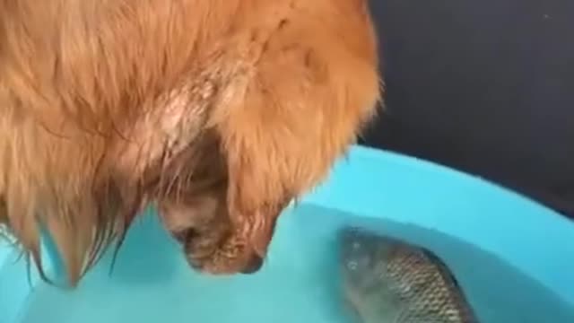 Cute Dog 😍 saved little fish 😍