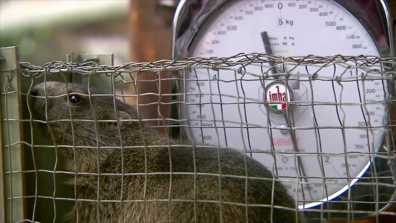 The "marmot granddad" of the Austrian Alps