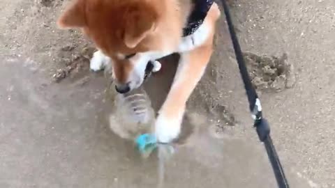 Play with the Shiba Inu