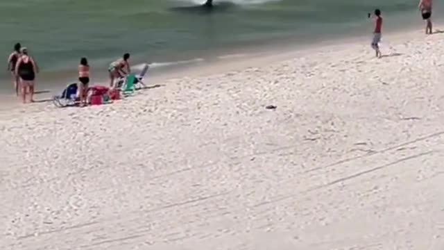 Shark Getting Wild
