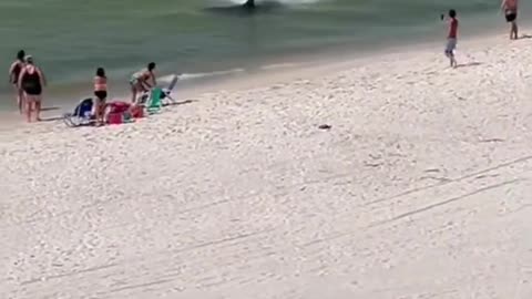 Shark Getting Wild