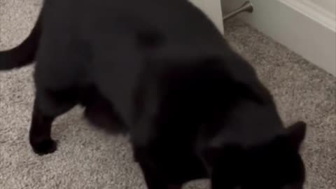 Adopting a Cat from a Shelter Vlog - Cute Precious Piper Demonstrates Her Morning Stretches #shorts