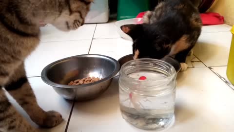 CAT VS FISH - FUNNY