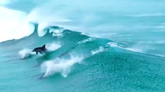 Dolphins surfing waves in crystal clear waters off the coast of Esperance, Australia