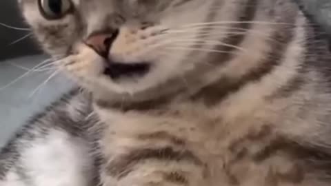 Funniest cat moments #viral #funnycats #funny #funnypets