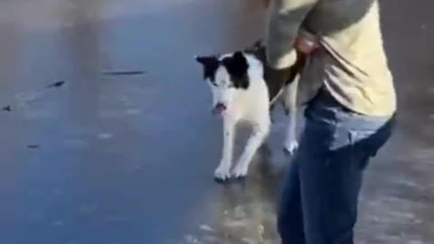 Funniest Cats And Dogs Videos 😂 - Best Funny Animal Videos 2023 😅