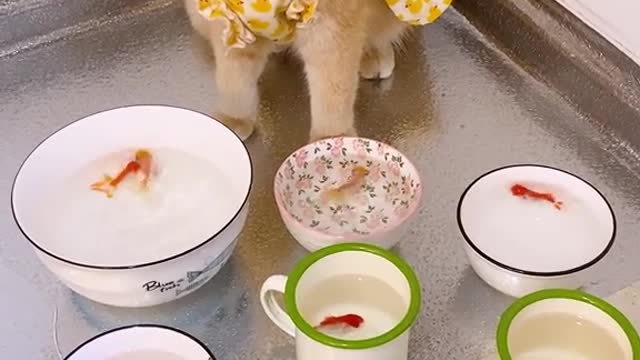 Little cat too love fish how to do?