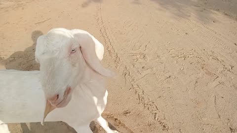 Animals lover | Goat video | Goat lover